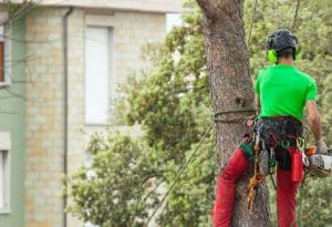 גיזום עצים בנתניה