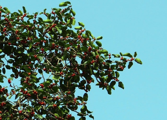 פירות של עץ פיקוס