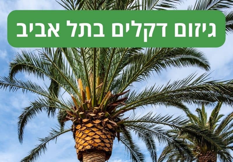 גיזום דקלים בתל אביב