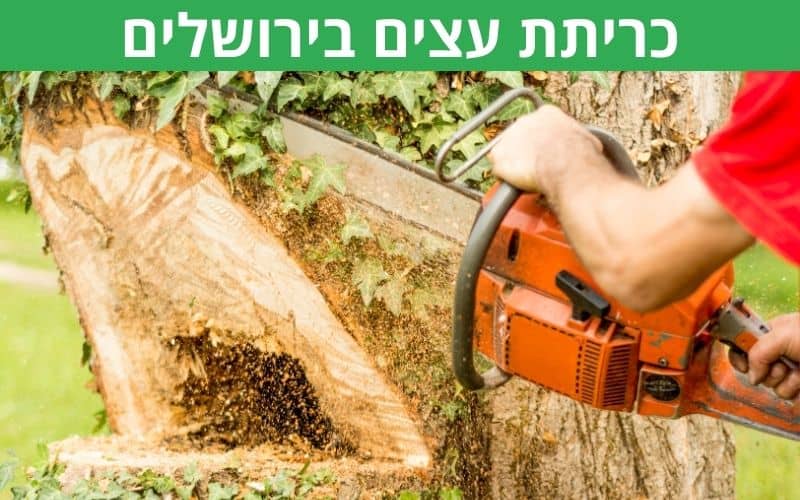 כריתת עצים בירושלים