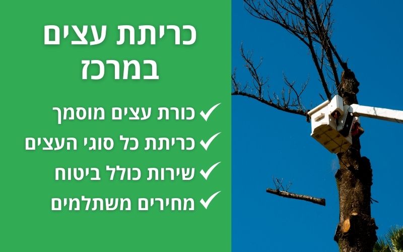 כריתת עצים במרכז