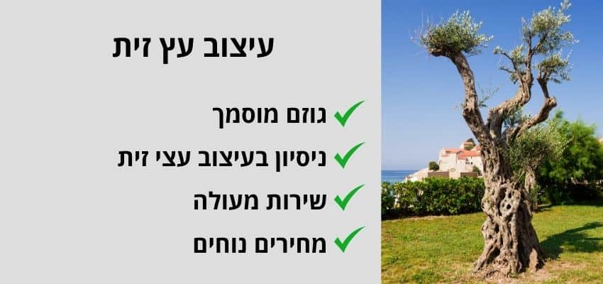 עיצוב עץ זית