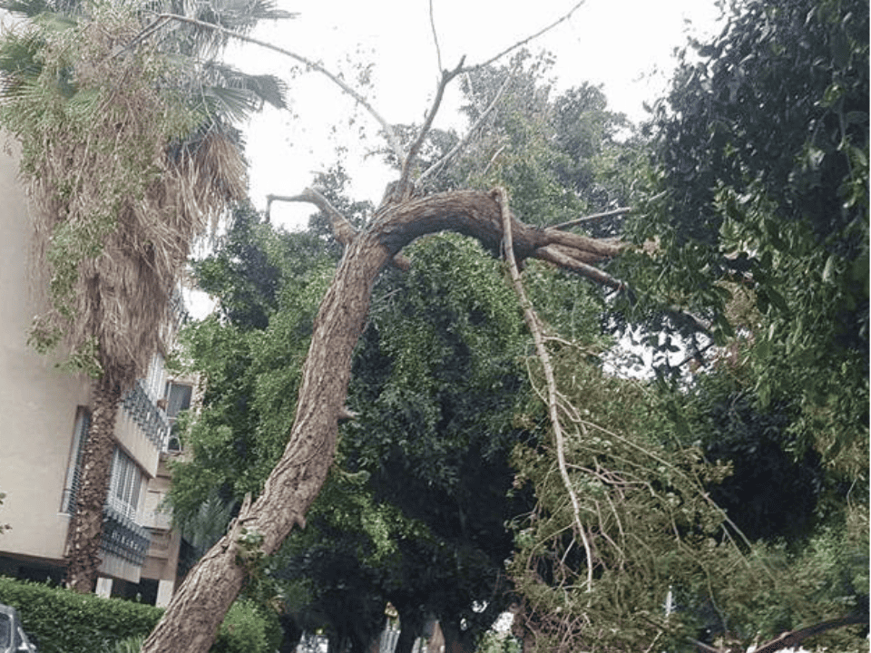 עץ שנפגע בסערה ועבר גיזום בטיחותי להסרת חלקים מסוכנים