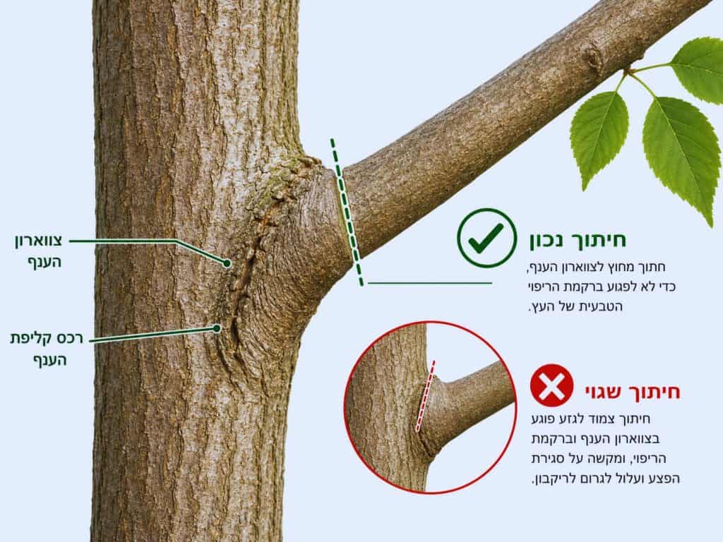 גיזום נכון של ענף