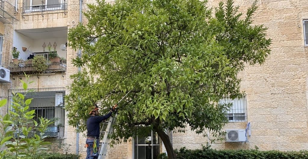 גיזום עצים בירושלים