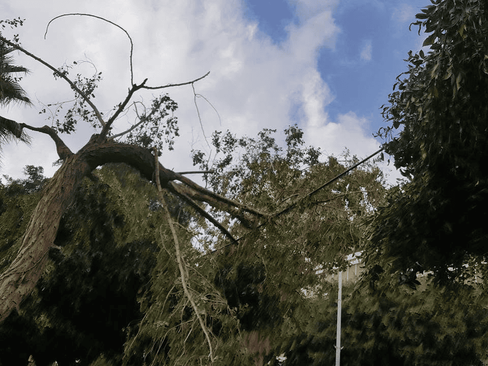 עץ שנפגע בסערה לפני גיזום